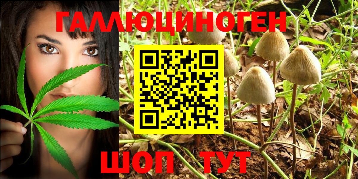 купить наркоту  Сосновый Бор  Псилоцибиновые грибы мухоморы  Галлюциногенные грибы Cubensis 